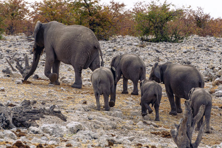 a big group of elephants on savannah in Africaの写真素材