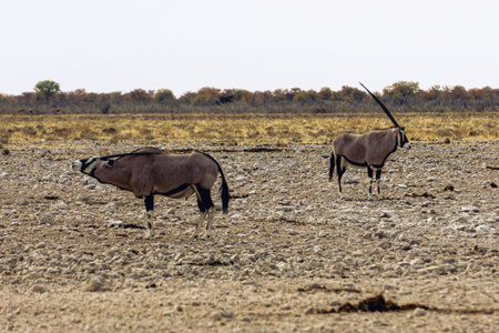 Two beautiful oryx in the savannah of Etosha National Park in Namibiaの写真素材
