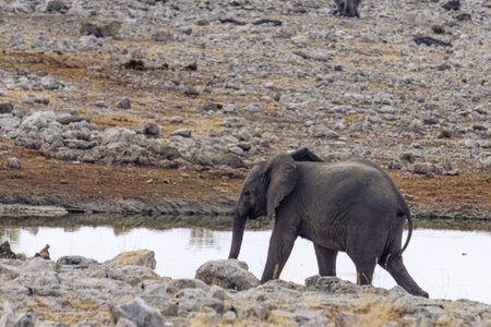 Adult African elephant drinking at a watering hole in Etosha National Park in Namibia, Africaの写真素材