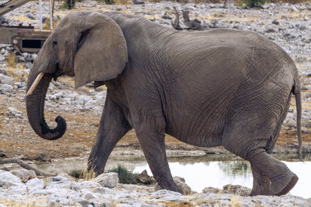 Elephants at a water hole in the wilderness of Africaの写真素材
