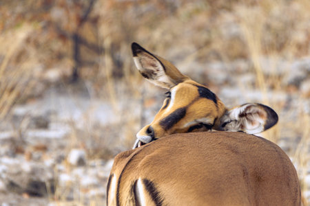 A male springbok (Antidorcas marsupialis) grooming itselfの写真素材