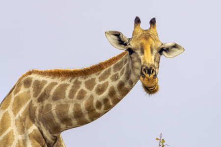 A sweet giraff is standing and looking.の写真素材