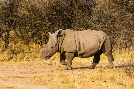 white rhino in South Africa with horn sawed off to protect against poachersの写真素材