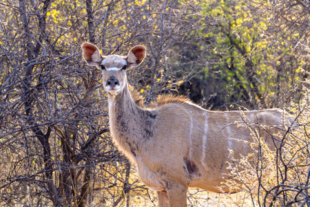Greater Kudu female portrait in Etosha National park in Namibiaの写真素材