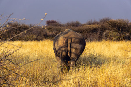 Portrait of Black Rhinoceros ,walking awayの写真素材