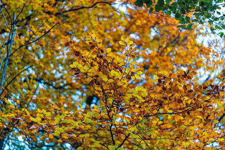 autumn colorful leaves tree sky green orange yellow redの写真素材