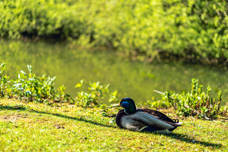 Wild living ducks male water grasの写真素材