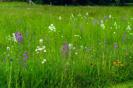 green gras with colourful flowers at summerの写真素材