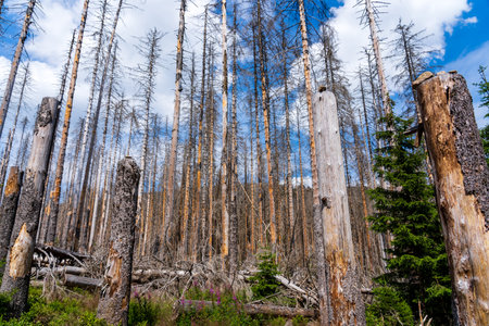 Tree mortality. Spruce trees in a forest in Germany, damaged by bark beetles