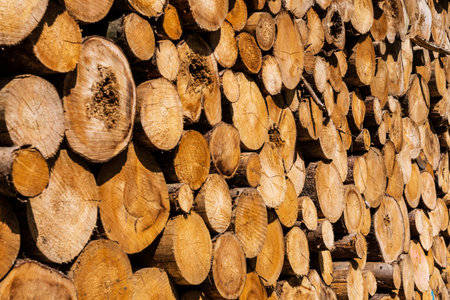 Pile of a birch firewoodの写真素材