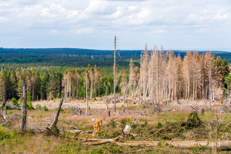 dead trees bark beatle germanyの写真素材