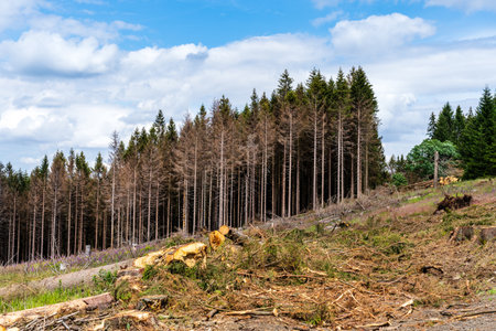 global warming trees bark beatleの写真素材
