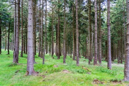 Magic sun rays among forest trees and silhouettesの写真素材