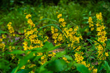 yellow flowers green gras in forestの写真素材