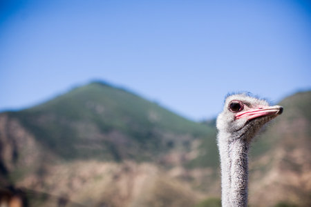 Ostrich headの写真素材