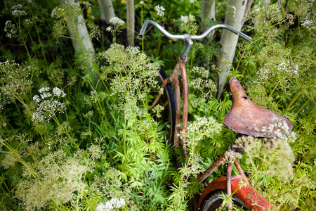 Old bike abandoned in the woodsの写真素材
