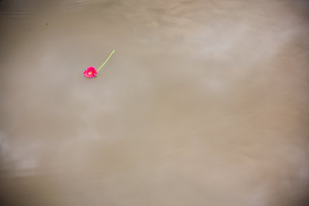 Pink gerbera daisy floating in a pondの写真素材