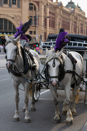 MELBOURNE, AUSTRALIA - 18 January 2020: Two horses on the road outside Flinders Street Station in...