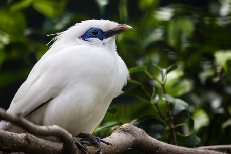 Bali Starling Bird Sat On Branchの写真素材