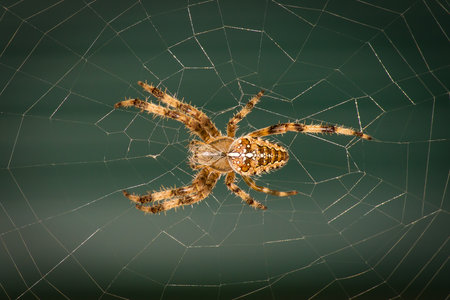 Common Garden Spider on Web Macro Shot