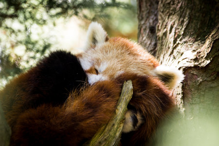 Red Panda Cub Asleep in Treeの写真素材