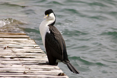 comorant, new zealandの写真素材