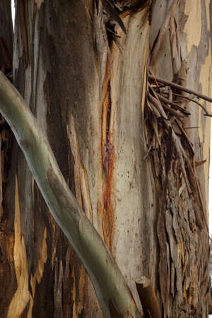 paper bark tree, tasmaniaの写真素材