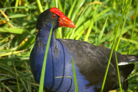 pukeko, new zealandの写真素材