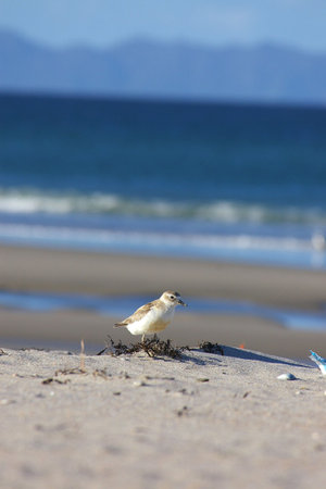 dotterel on beach, new zealand