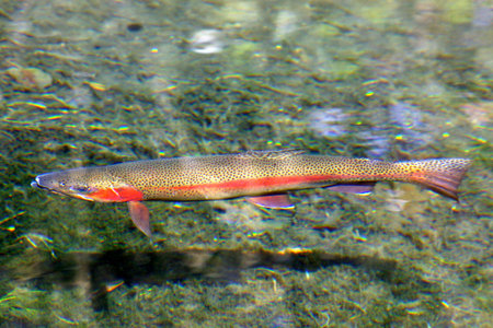 rainbow trout, new zealandの写真素材