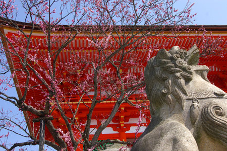 japanese temple, kyotoの写真素材