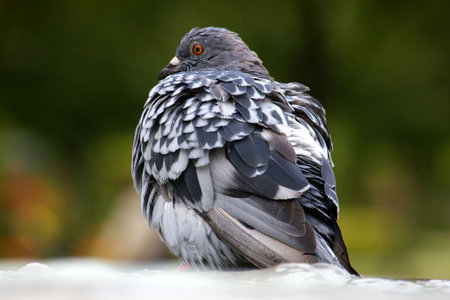 close up of a pigeon in parkの写真素材