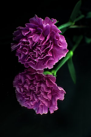 Reflection of a single carnation on a mirror against a dark backgroundの写真素材
