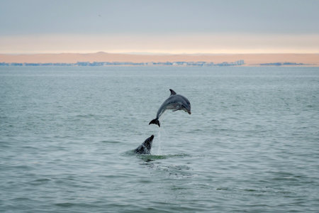 A bottle-nosed dolphin playing and leaping out of the water in the Atlantic Ocean off the coast of...