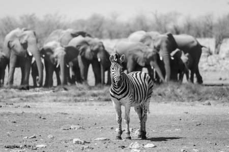 A black and white image of a single plains zebra stood in front of a herd of elephants at a waterhole in Etosha National Park, Namibiaの写真素材