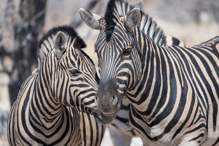 A close-up of the faces of two plains zebra standing close to each other in Etosha National Park, Namibiaの写真素材
