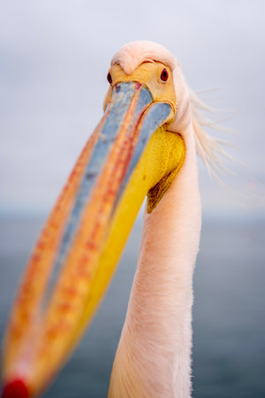 A close up of a Great White Pelican looking down it's beak directly at the camera on a boat in Walvis Bay, Namibiaの写真素材