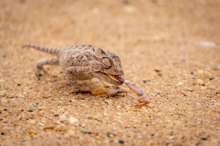 A namaqua chameleon catching a meal worm with its outstretched tongue in the gravel of the desert near Swakopmund, Namibiaの写真素材