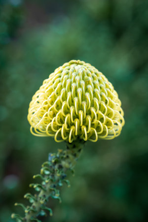 A close up of a yellow pincushion protea flower just starting to bloom in Cape Town, South Africaの写真素材