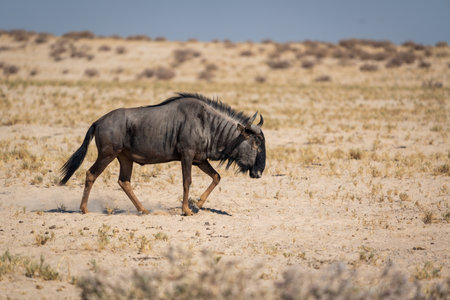 A lone wildebeest walking slowly across the camera in the hot, dusty grassland of Etosha National Park in Namibiaの写真素材