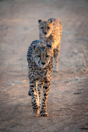 A pair of cheetahs walking in single file along a path towards the camera as the sun rises in the grasslands of Namibiaの写真素材