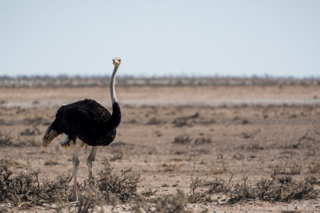 An adult male ostrich looking at the camera on the hot grassland of Etosha National Park in Namibiaの写真素材