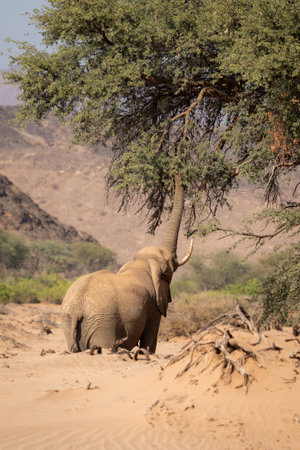 An adult desert elephant stretching its trunk up to reach leaves in the lower branches of a tree in...