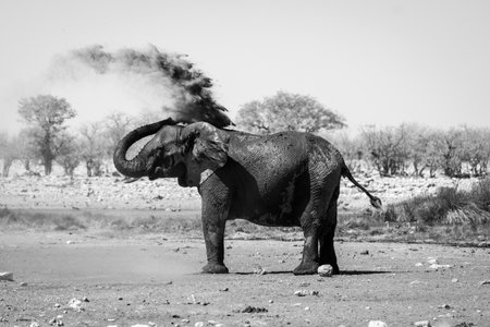 An adult African elephant spraying itself with dirt and dust to protect its skin from the sun in Etosha National Park, Namibiaの写真素材