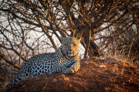 A beautiful adult leopard lying on top of a mound of earth, staring straight at the camera and side lit by the setting sun in Namibiaの写真素材