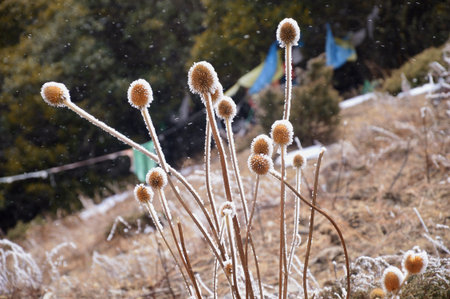 Flower in the snow の写真素材