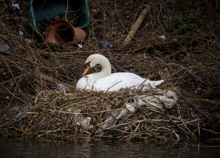 A nesting swan can be seen in the 'modern world'. A nest built from sticks and rubbish - it shows the mixing of the human and natural world, and how our impacts are effecting others.の写真素材