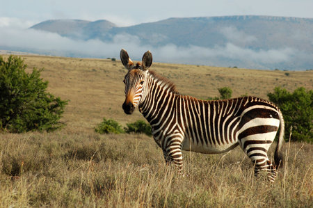 This is the Cape Mountain Zebra, one of the most endagered mammals in the world, wild and in its natural habitiat in South Africa.の写真素材