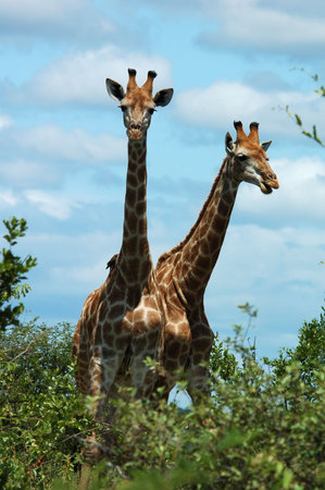 Giraffe in the bushveld of South Africa.の写真素材