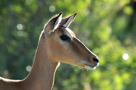 A female impala antelope in South Africa.の写真素材